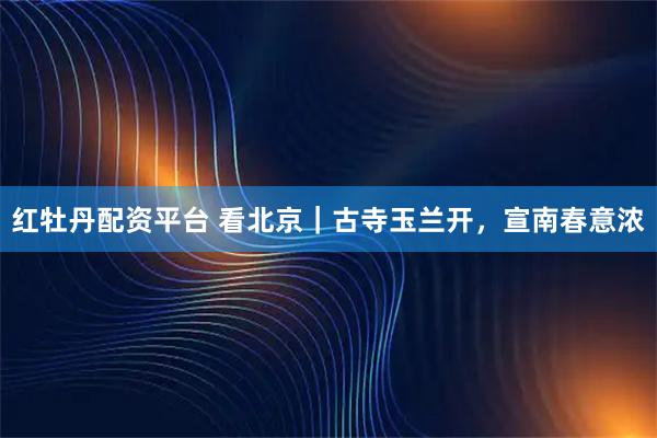红牡丹配资平台 看北京｜古寺玉兰开，宣南春意浓