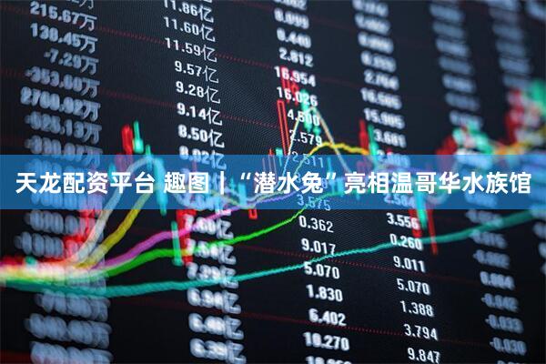 天龙配资平台 趣图｜“潜水兔”亮相温哥华水族馆