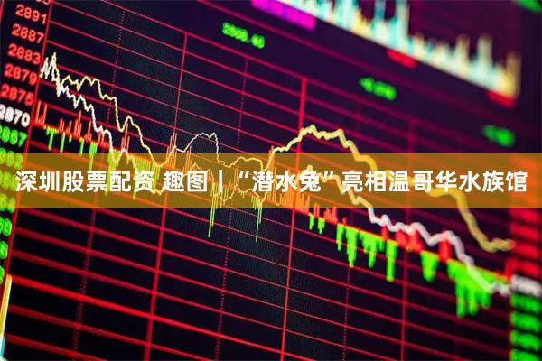 深圳股票配资 趣图｜“潜水兔”亮相温哥华水族馆